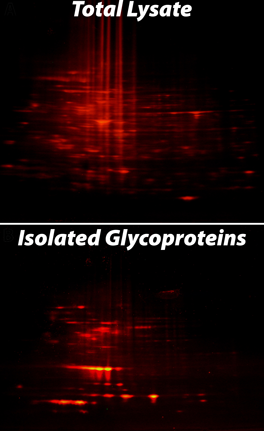 Isolation of glycoproteins