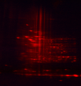 Fluorescent protein gel stain