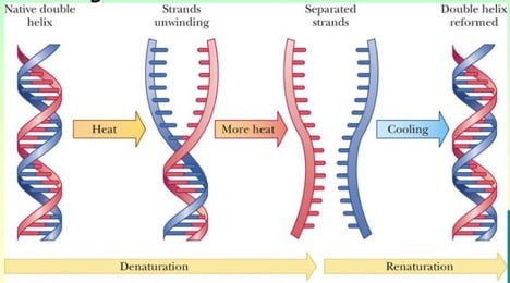 A novel independent heat extraction-release double helix energy