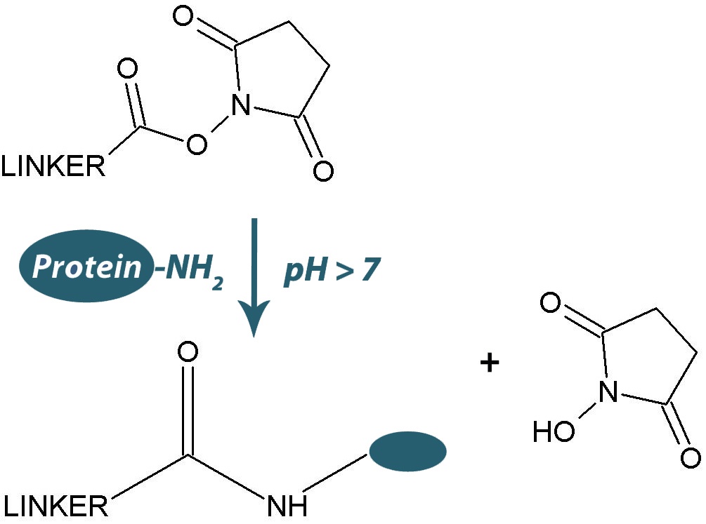 How to determine reactivity of NHS esters on biotinylation and cross