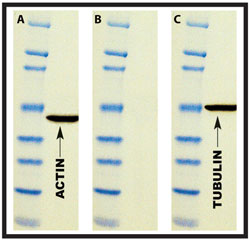 strip and reprobe western blots