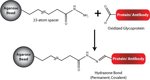 Carbohydrate binding resin