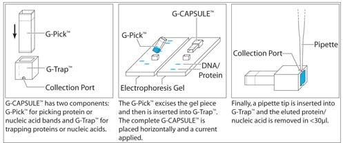 DNA electroelution from agarose gel