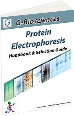 Protein Electrophoresis Guide