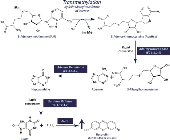 SAM_Fluorescent_Methyltransferase_scheme