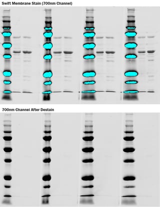 A reversible membrane stain for IR imaging