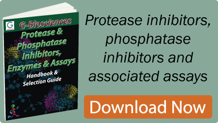 Proteases